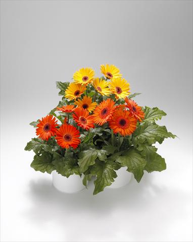 Photos von Blumenvarianten benutzt als: Ampel/Topf Gerbera jamesonii Royal Golden Orange-Scarlet Shades 102