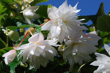 Photos von Blumenvarianten benutzt als: Terrasse, Ampel Begonia Belleconia™ White