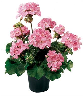 Photos von Blumenvarianten benutzt als: Topf, Beet, Terrasse Pelargonium zonale Belmonte Hot Pink