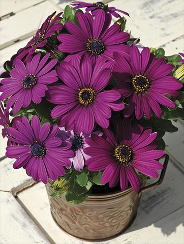 Photos von Blumenvarianten benutzt als: Beet, Topf oder Ampel Osteospermum Asti Purple Pot