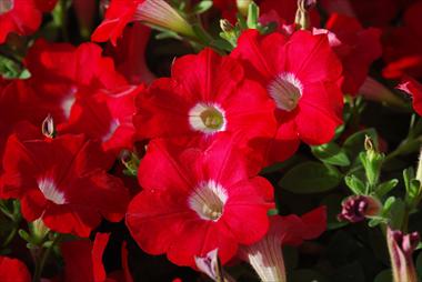 Photos von Blumenvarianten benutzt als: Topf, Terrasse, Ampel. Petunia pendula Conchita Grenadine