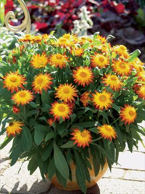 Photos von Blumenvarianten benutzt als: Topf und Beet Helichrysum (Bracteantha) Dazette Flame