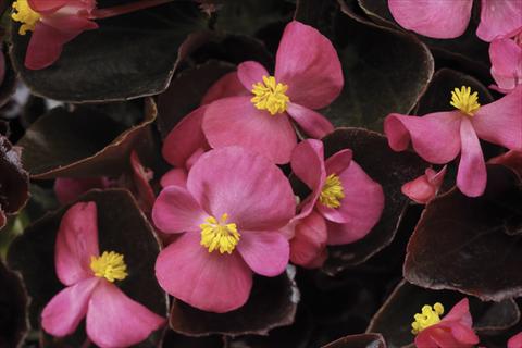 Photos von Blumenvarianten benutzt als: Topf und Beet Begonia semperflorens Ascot F1 Bronze Deep Rose