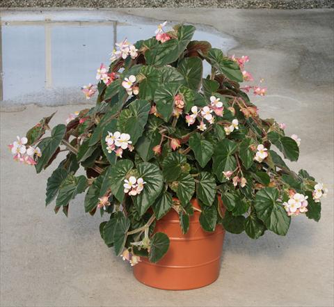 Photos von Blumenvarianten benutzt als: Topf, Beet, Terrasse, Ampel Begonia hybrida Ikon
