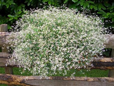 Photos von Blumenvarianten benutzt als: Topf, Terrasse, Ampel. Poinsettia - Euphorbia pulcherrima Diamond Frost