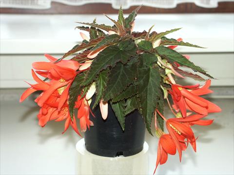 Photos von Blumenvarianten benutzt als: Beet- / Rabattenpflanze Begonia boliviensis Salmon Sparkler