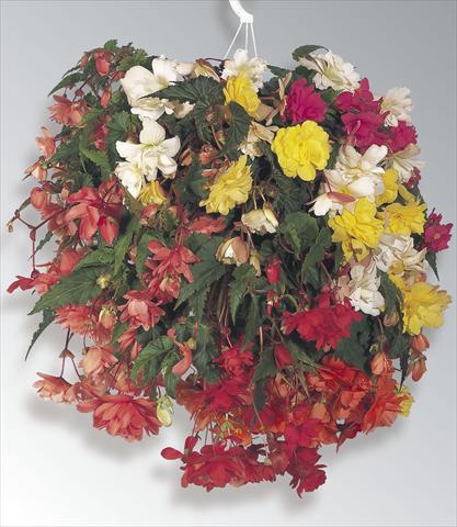 Photos von Blumenvarianten benutzt als: Ampel/Topf Begonia tuberosa Illumination