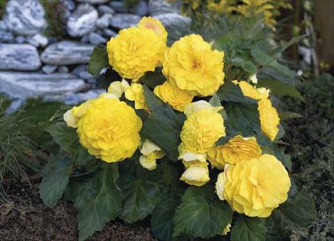 Photos von Blumenvarianten benutzt als: Topf, Beet, Terrasse, Ampel Begonia tuberosa Go Early F1 Yellow