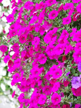 Photos von Blumenvarianten benutzt als: Topf, Terrasse, Ampel. Petunia pendula Conchita Evening Glow