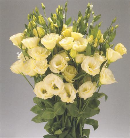 Photos von Blumenvarianten benutzt als: Schnittblume Lisianthus (Eustoma rusellianum) Advantage Yellow