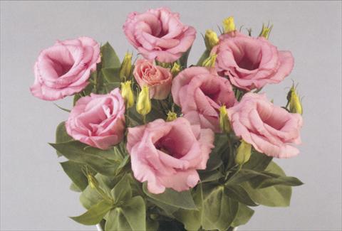 Photos von Blumenvarianten benutzt als: Topf und Beet Lisianthus (Eustoma rusellianum) Rosie Pink