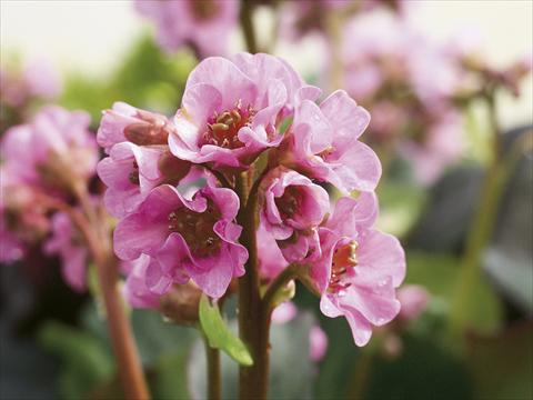 Photos von Blumenvarianten benutzt als: Topf, Beet, Terrasse Bergenia cordifolia Rosenkristall