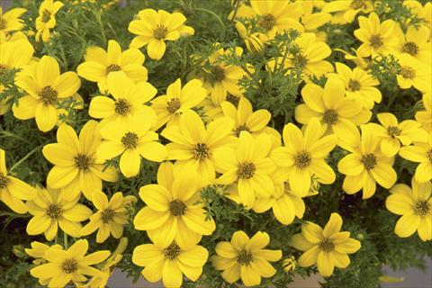 Photos von Blumenvarianten benutzt als: Topf, Beet, Terrasse, Ampel Bidens ferulifolia Solaire® Mexican Gold