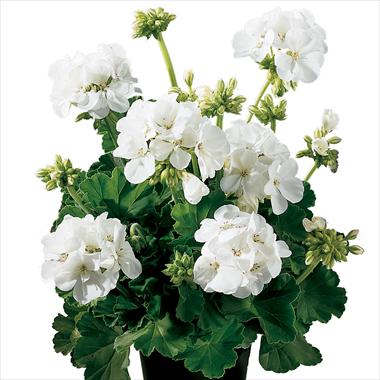 Photos von Blumenvarianten benutzt als: Topf, Beet, Terrasse Pelargonium zonale Gen® Astra