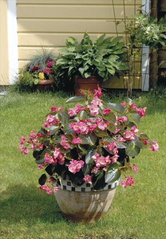 Photos von Blumenvarianten benutzt als: Topf, Beet, Terrasse, Ampel Begonia x benariensis BIG