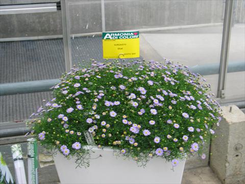 Photos von Blumenvarianten benutzt als: Topf, Terrasse, Ampel. Brachyscome Surdaisy® Blue