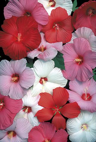 Photos von Blumenvarianten benutzt als: Beet- / Rabattenpflanze Hibiscus moscheutos Galaxy
