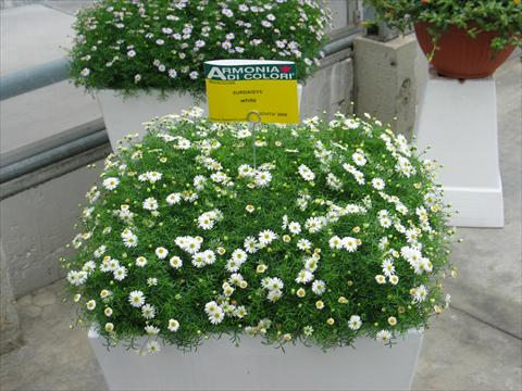 Photos von Blumenvarianten benutzt als: Topf, Terrasse, Ampel. Brachyscome Surdaisy® White