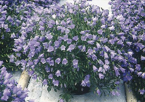 Photos von Blumenvarianten benutzt als: Beet- / Rabattenpflanze Campanula cochleariifolia Bavaria Blue