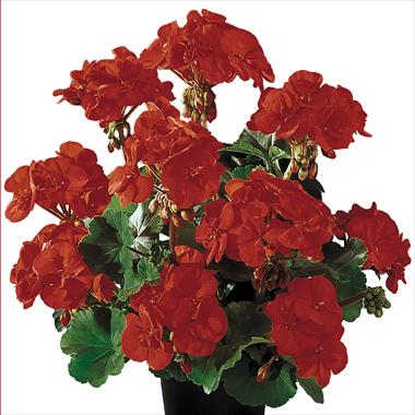 Photos von Blumenvarianten benutzt als: Topf, Beet, Terrasse Pelargonium zonale Gen® Belmonte Red