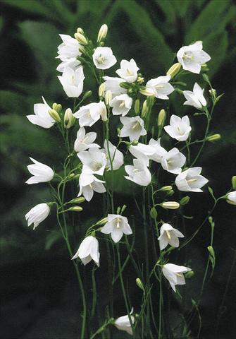 Photos von Blumenvarianten benutzt als: Beet- / Rabattenpflanze Campanula rotundifolia White Gem