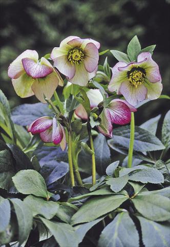 Photos von Blumenvarianten benutzt als: Beet- / Rabattenpflanze Helleborus Orientalis-Hybr. Picotee Lady