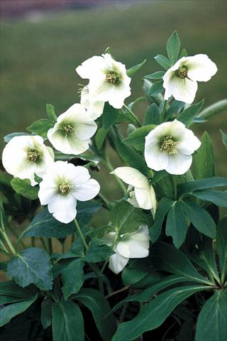Photos von Blumenvarianten benutzt als: Beet- / Rabattenpflanze Helleborus Orientalis-Hybr. White Lady