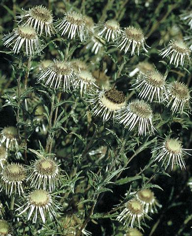 Photos von Blumenvarianten benutzt als: Beet- / Rabattenpflanze Carlina vulgaris Silver Star