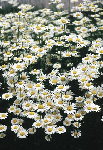 Photos von Blumenvarianten benutzt als: Beet- / Rabattenpflanze Chrysanthemum leucanthemum Filigran
