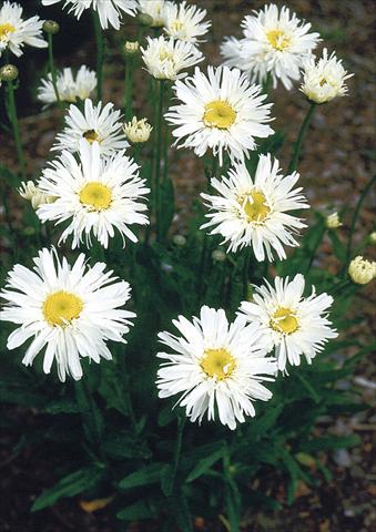 Photos von Blumenvarianten benutzt als: Topf, Beet, Terrasse, Ampel Chrysanthemum maximum Snowdrift
