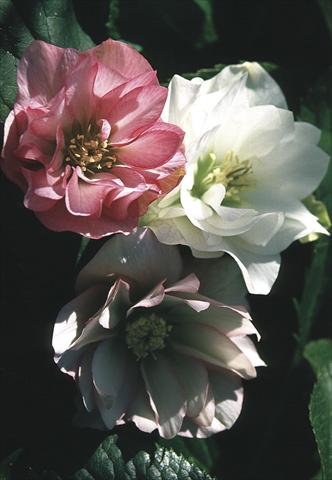Photos von Blumenvarianten benutzt als: Beet- / Rabattenpflanze Helleborus Orientalis-Hybr. Double Vision