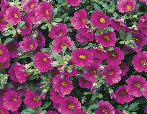 Photos von Blumenvarianten benutzt als: Topf, Beet, Terrasse, Ampel Calibrachoa Callie® Rose