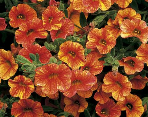 Photos von Blumenvarianten benutzt als: Topf, Beet, Terrasse, Ampel Calibrachoa Callie® Sunrise