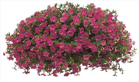 Photos von Blumenvarianten benutzt als: Topf, Beet, Terrasse, Ampel Calibrachoa Callie® Coral Pink