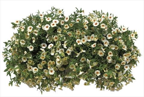 Photos von Blumenvarianten benutzt als: Topf, Beet, Terrasse, Ampel Calibrachoa Callie® Cream with Eye