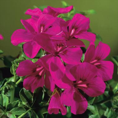Photos von Blumenvarianten benutzt als: Terrasse, Topf Pelargonium peltatum Gen® Rainbow Neon