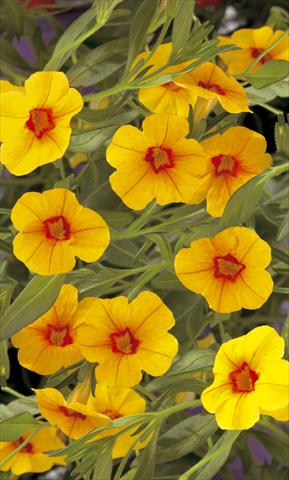 Photos von Blumenvarianten benutzt als: Topf, Beet, Terrasse, Ampel Calibrachoa Callie® Gold with Red Eye
