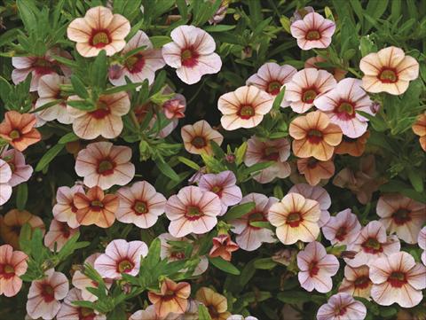Photos von Blumenvarianten benutzt als: Topf, Beet, Terrasse, Ampel Calibrachoa Callie® Peach