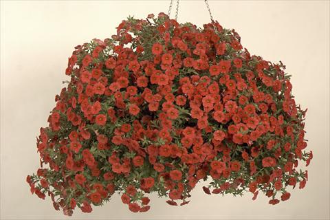 Photos von Blumenvarianten benutzt als: Topf, Beet, Terrasse, Ampel Calibrachoa Callie® Scarlet 08