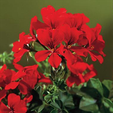 Photos von Blumenvarianten benutzt als: Terrasse, Topf Pelargonium peltatum Gen® Rainbow Red