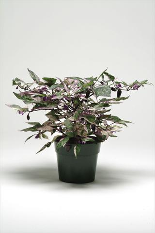 Photos von Blumenvarianten benutzt als: Topf und Beet Capsicum annuum Calico Ornamental Pepper