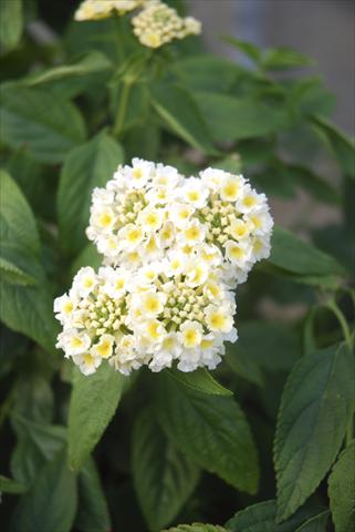 Photos von Blumenvarianten benutzt als: Topf, Beet, Terrasse, Ampel Lantana camara TOP Calippo White