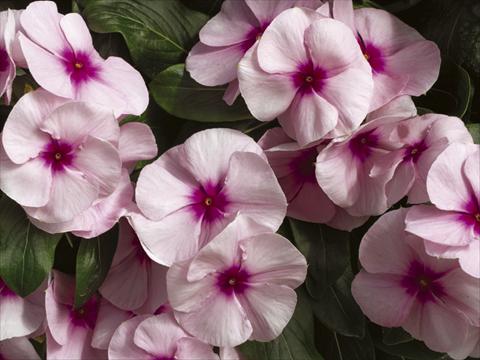 Photos von Blumenvarianten benutzt als: Topf und Beet Catharanthus roseus - Vinca Nirvana© Pink Blush