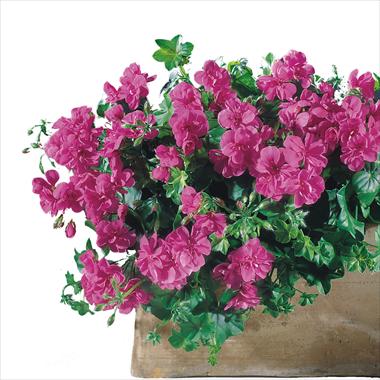 Photos von Blumenvarianten benutzt als: Terrasse, Topf Pelargonium peltatum Starbright Amethyst