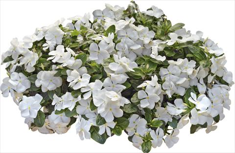 Photos von Blumenvarianten benutzt als: Topf und Beet Catharanthus roseus - Vinca Nirvana© White Improved