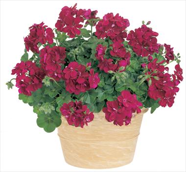 Photos von Blumenvarianten benutzt als: Terrasse, Topf Pelargonium peltatum Starbright Violet