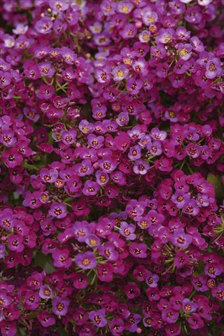 Photos von Blumenvarianten benutzt als: Topf und Beet Alyssum maritimum Clear Crystal Purple Shades
