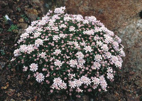 Photos von Blumenvarianten benutzt als: Beet- / Rabattenpflanze Iberis aurosica Sweetheart