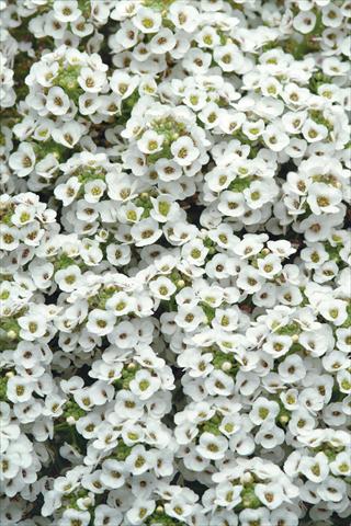 Photos von Blumenvarianten benutzt als: Topf und Beet Alyssum maritimum Clear Crystal White
