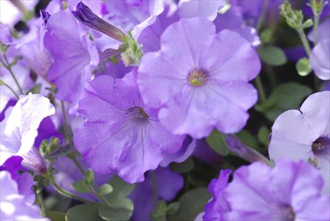 Photos von Blumenvarianten benutzt als: Terrasse, Ampel Petunia pendula Conchita Azur